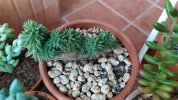 Sedum multiceps crestato 2019 (Copy).jpg