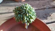 Echeveria Irish Mint 1 (Copy).jpg