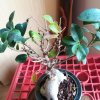 ficus-min.jpg