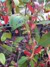 Red Robin Photinia Foglie 1.jpg