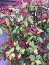 Red Robin Photinia Foglie 2.jpg