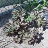 Peonia-Itho-GardenTreasure.jpg