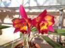 cattleya hawaian splash lea - Copia.JPG