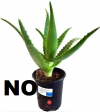 aloe2.png