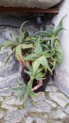 Aloe Maculata.jpg