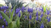 Muscari aiuola 6.jpg