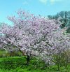 1004_Prunus-Accolade.jpg