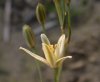 Ornithogalum adseptentrionesvergentulum.jpg