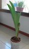 DSCN2250.jpg DSCN2250.jpg