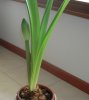 DSCN2252.jpg DSCN2252.jpg