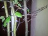 IMG_20130322_172809.jpg