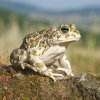 600px-Bufo_viridis_female_quadrat.jpg