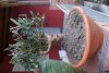 DSC00677.jpg