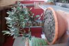 DSC00676.jpg