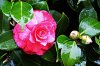 DSC_2500.jpg