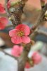 Chaenomeles Japonica (37).jpg