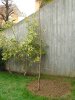 Metasequoia_2 - Copia.jpg