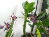 DSCN1249.jpg DSCN1249.jpg