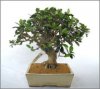 Bonsai_Olea_13609_c.jpg