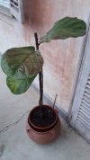 Ficus lyrata 01.jpg