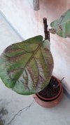 Ficus lyrata 03.jpg