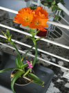IMG_20210414_171833.png IMG_20210414_171833.png