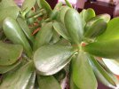 crassula 2a.jpg