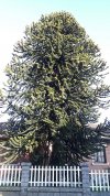 Araucaria.jpg