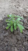 salvia 1.jpg salvia 1.jpg