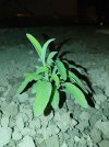 salvia 2.jpg salvia 2.jpg