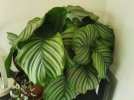 Calathea 1.jpg