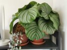 Calathea 2.jpg