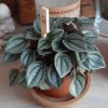 peperomia.jpeg