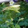 aquilegia ibrida1.jpg