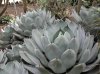 Agave%20parryi%20&#1.jpg