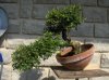 cotonaster..jpg
