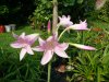 Crinum cecil hou&#100.jpg