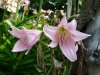 Crinum powellii..jpg