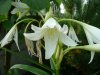 Crinum summer no&#9.jpg