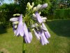 Agapanthus nutan&#115.jpg