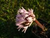 Haemanthus carneu.jpg