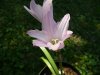 Zephyranthes por&#1.jpg