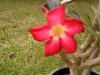 Adenium dettagli&#1.jpg