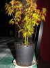 DSCF6077.jpg