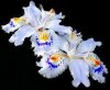 iris japonica- regalo di elena.jpg