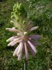 Veltheimia bracteata3.jpg