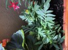 77991219-25C5-45AD-AAC3-90E97CD436D4.jpeg