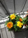Resizer_16207981327701.jpg