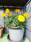 Resizer_16207981327702.jpg