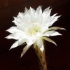 Echinopsis-fiore.jpg